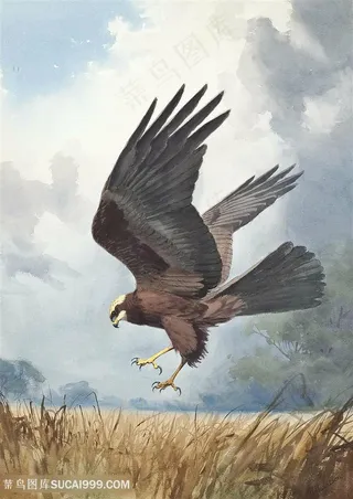 约翰.哈里森雄鹰稻草风景画