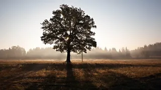 落日 彩色树图片 密林 森林 大树背景 树背景