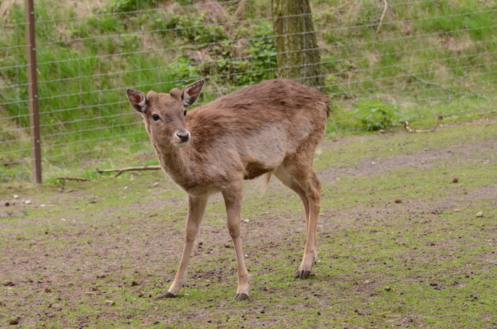 鹿野生梅花鹿动物园设计素材