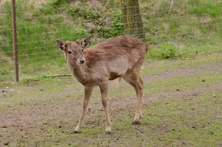 鹿野生梅花鹿动物园设计素材