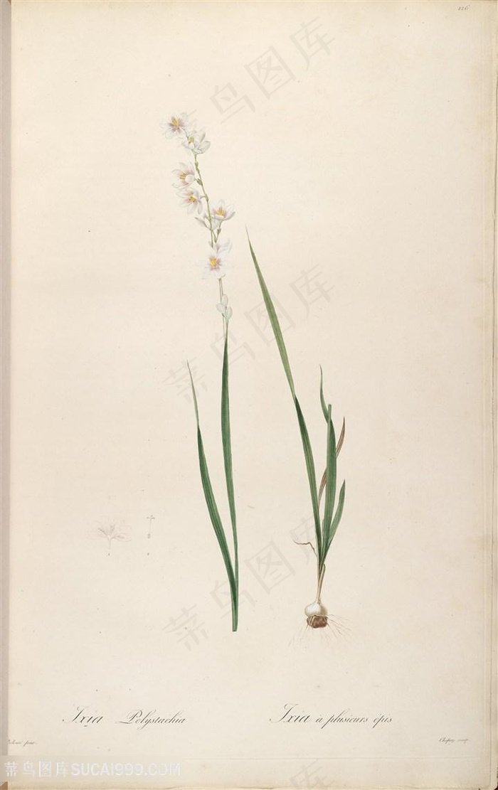 原版雷杜德高清复古花草图谱素材