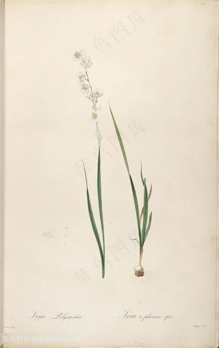 原版雷杜德高清复古花草图谱素材