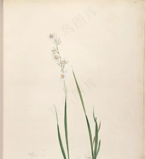 法国画家雷杜德之植物系列