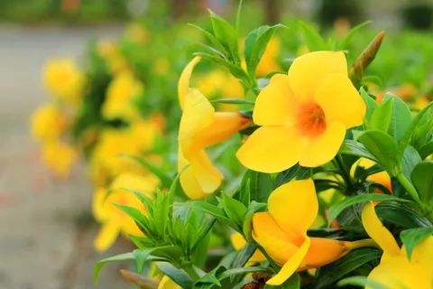 小清新黄色花朵图片 小清新黄色花朵图片