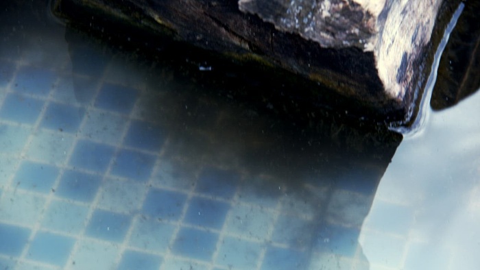 乌龟在鱼缸的日志