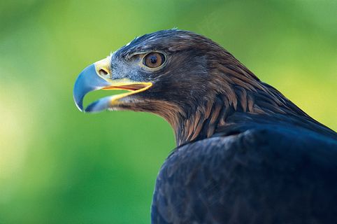 张着嘴的老鹰侧面特写图片