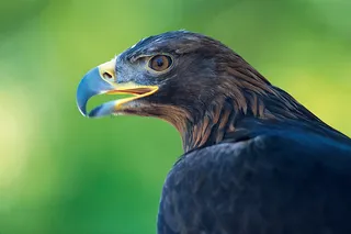 张着嘴的老鹰侧面特写图片