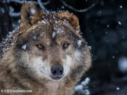 雪天观望的狼图片