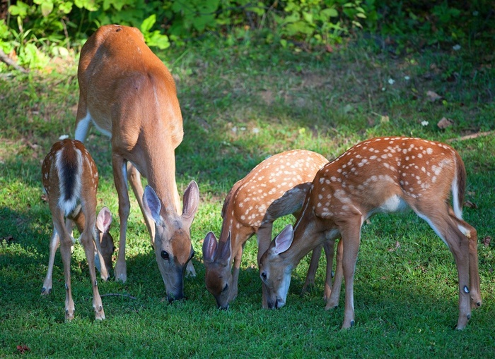四头吃草的麋鹿图片