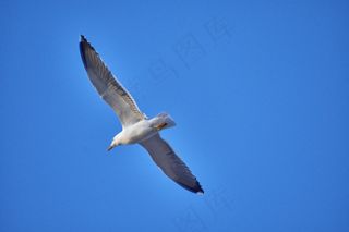 天空海鸥高飞图片