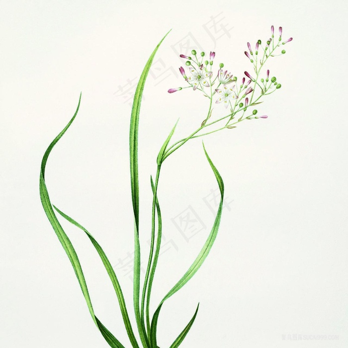 仟像版春的呼吸花卉