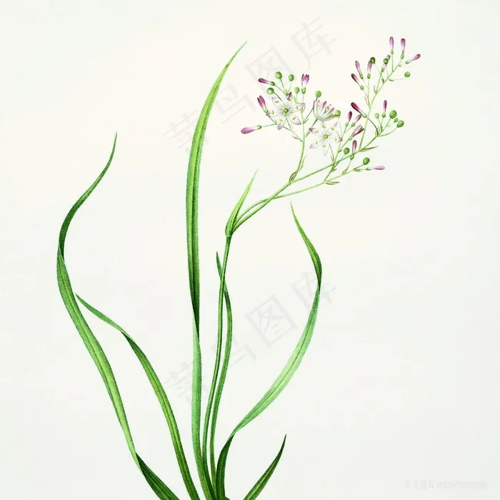 仟像版春的呼吸花卉