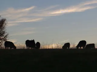 牛奶牛牧场牛奶草原原生态黄牛