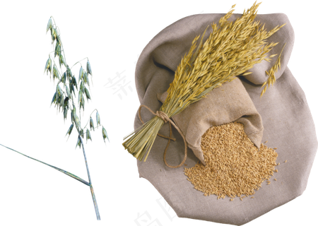 免抠农家小麦实物摄影