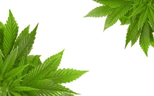 大麻PNG免抠(1680x1050)