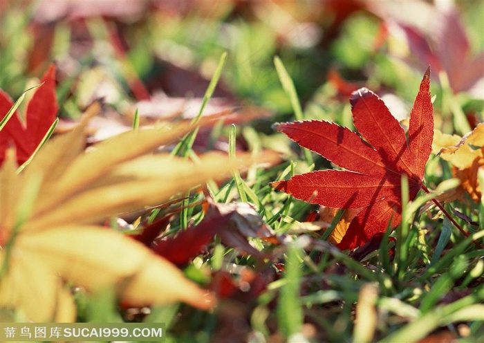 树林树木-树林的草地上掉满了枫叶