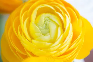 微距黄色玫瑰花图片