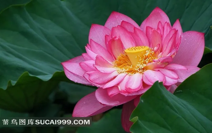 荷塘红莲花唯美图片