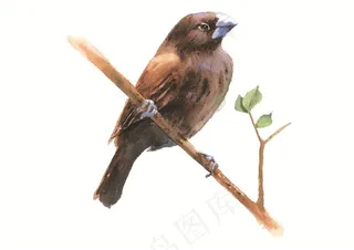 树叶上的可爱小鸟素材