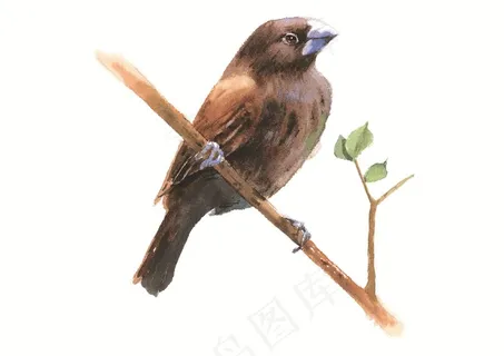 树叶上的可爱小鸟素材 树叶上的可爱小鸟素材