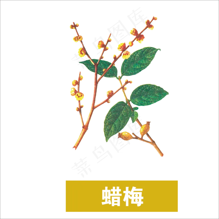手绘草本中药药材腊梅