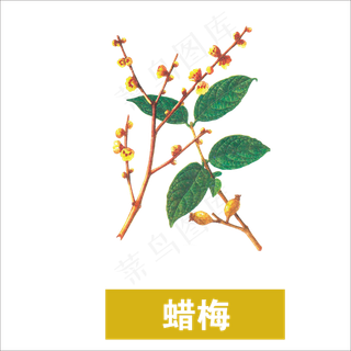 手绘草本中药药材腊梅