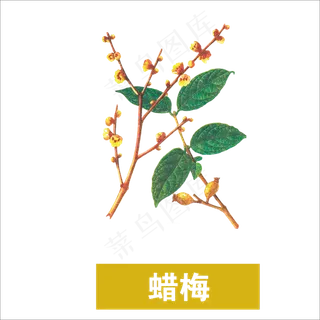 手绘草本中药药材腊梅