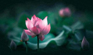 夏天荷花池荷叶荷花特写，夏至小暑大暑摄影图