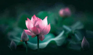 夏天荷花池荷叶荷花特写，夏至小暑大暑摄影图