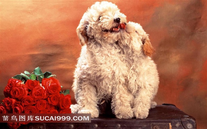 毛茸茸的宠物狗玫瑰花摄影素材