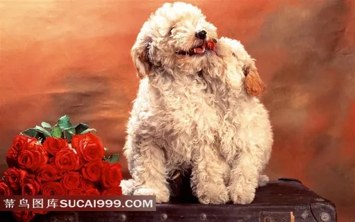 毛茸茸的宠物狗玫瑰花摄影素材