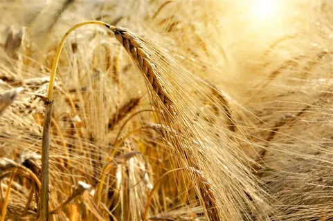 蓝天下的麦子写真高清摄影图片素材