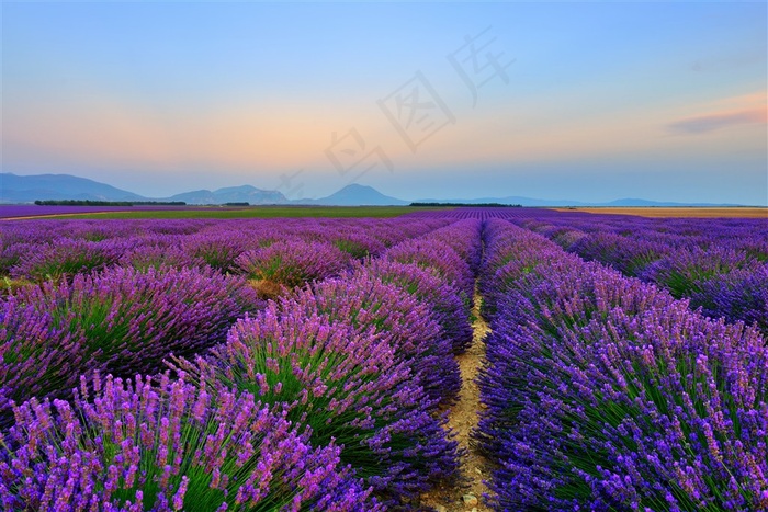 薰衣草花海鲜花图片