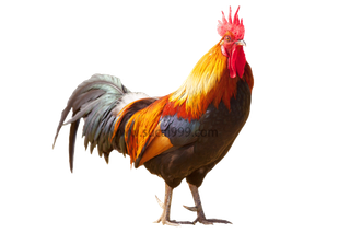 大公鸡|威武|大红冠子化外衣