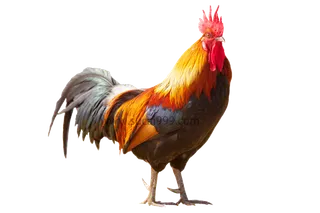 大公鸡|威武|大红冠子化外衣