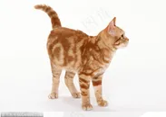 可爱猫咪-歪头的小黄猫