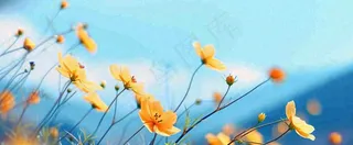 简约橙色小花鲜花，蓝色天空山脉虚幻意境摄影图