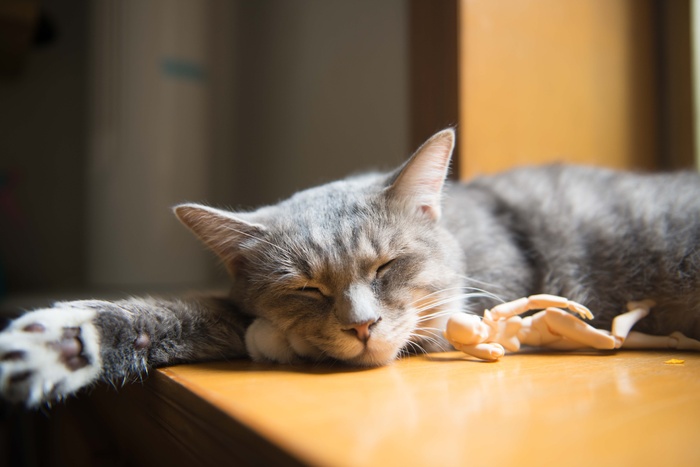 可爱猫咪猫猫摄影素材