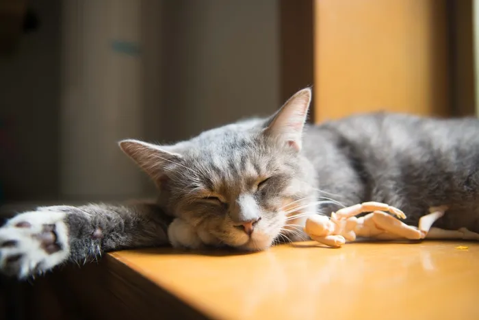 可爱猫咪猫猫摄影素材