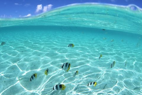 海洋海底海水鱼小鱼