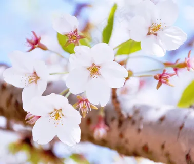 白色花朵樱花图片下载 白色花朵樱花图片下载