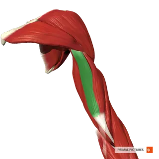 肌肉人体组织卡通