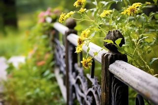 路边花朵栏杆模糊摄影