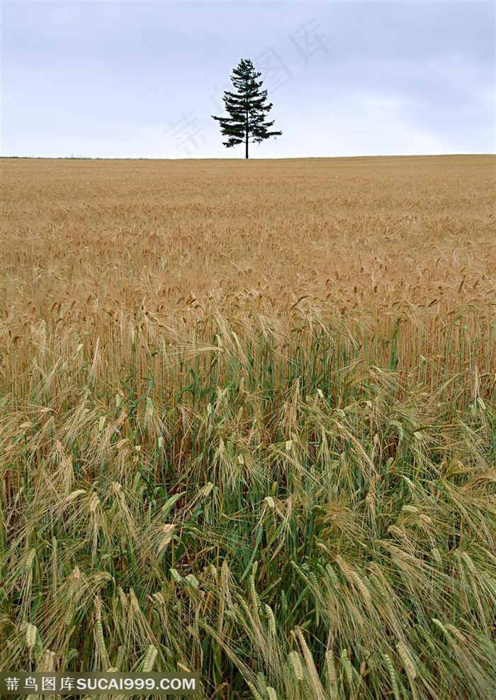 平原草原-一望无际的麦田