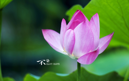 粉色的荷 花 粉色的荷 花