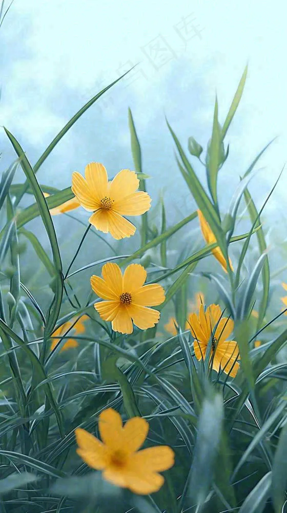 春天小黄花花朵阳光蓝天白云清新，立春惊蛰春分摄影图(816x1456)