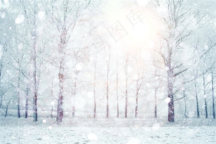 雪天里的美丽树林风景