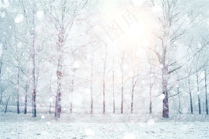 雪天里的美丽树林风景