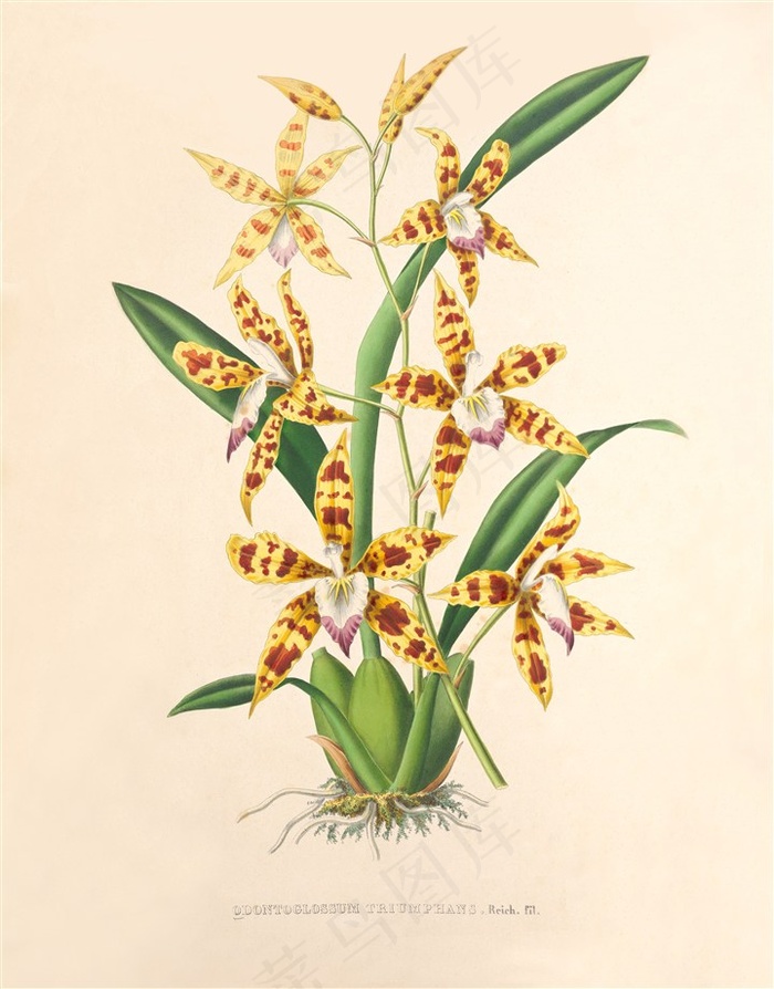 高清黄色兰花彩绘插画图片