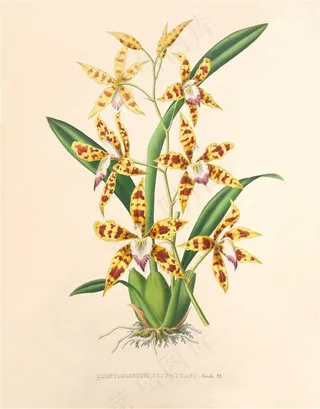 高清黄色兰花彩绘插画图片